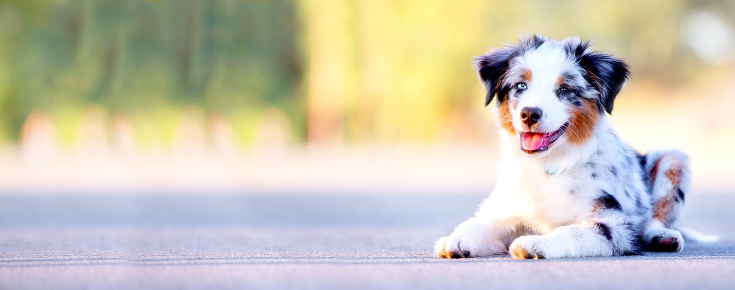 A Dog Name That Means Cold